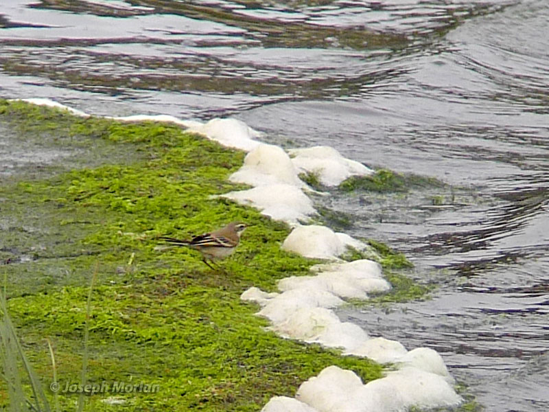 Eastern Yellow Wagtail (Motacilla tschutschensis) 