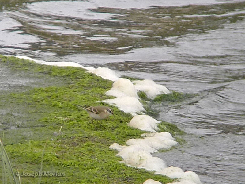 Eastern Yellow Wagtail (Motacilla tschutschensis) 