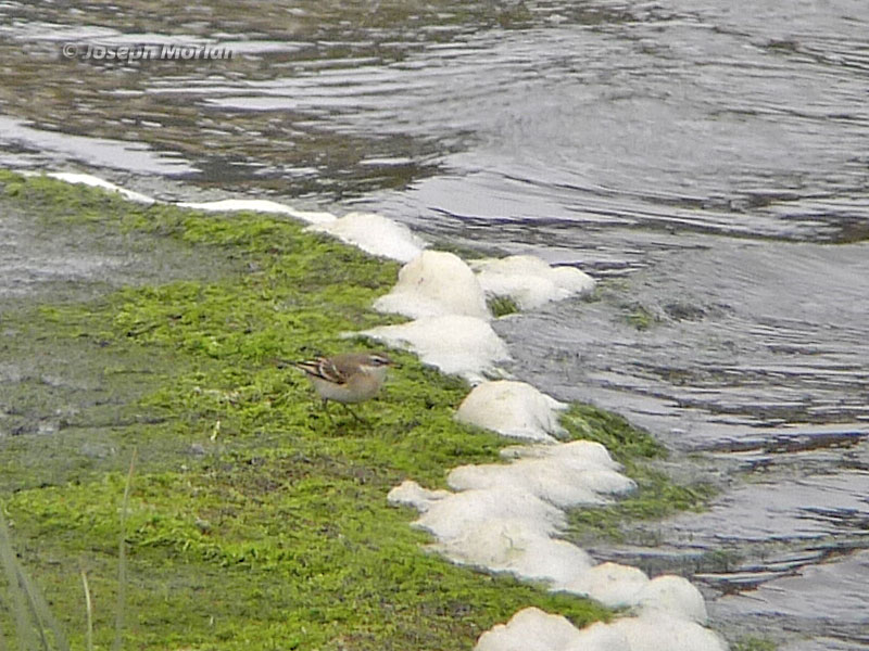 Eastern Yellow Wagtail (Motacilla tschutschensis) 