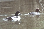 Mixed pair of goldeneyes - SF, January 1978