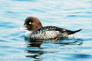 Immature female-plumage goldeneye.