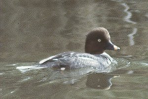 Mystery goldeneye