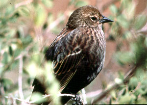 Mystery blackbird