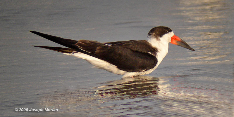 Black Skimmer (Rynchops niger niger) 