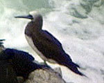 Brown Booby at Point Reyes National Seashore