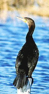 Mystery cormorant