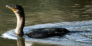 Mystery cormorant