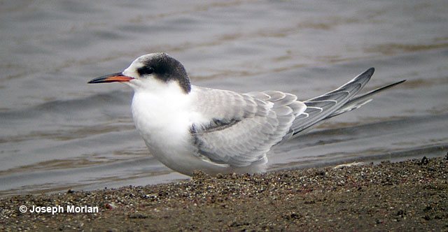 Common Tern (Sterna hirundo)