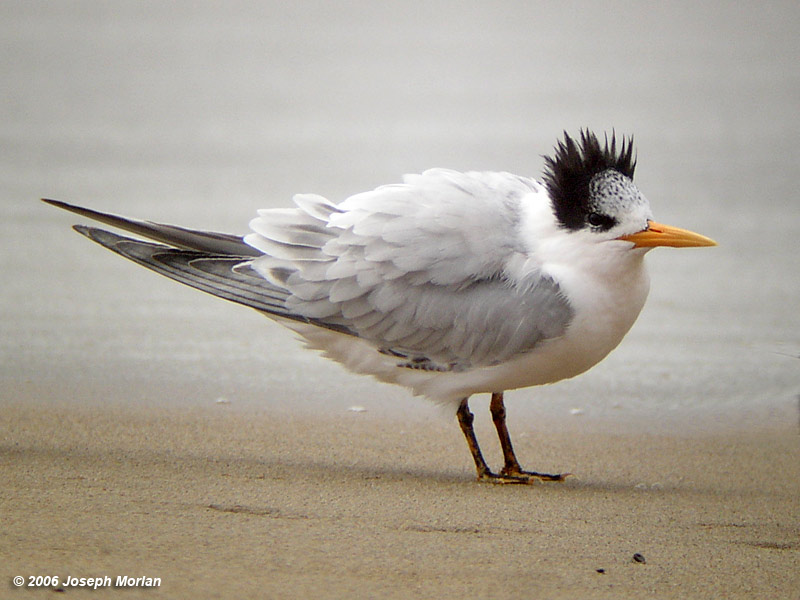 Elegant Tern (Thalasseus elegans) 