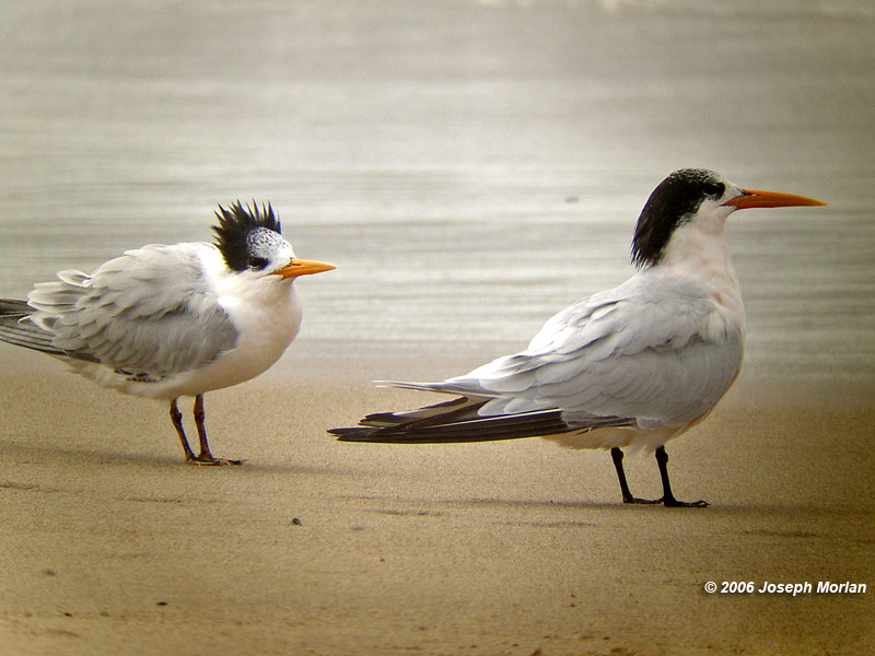 Elegant Tern (Thalasseus elegans)