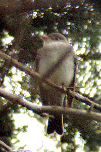 Eastern Wood Pewee at Point Reyes.  Photo by Tony Battiste