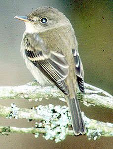 Mystery flycatcher