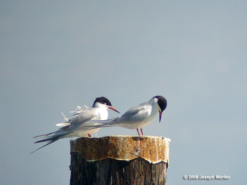 Forster's Tern (Sterna forsteri)