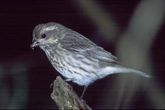 Purple Finch