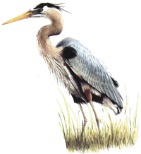 Great Blue Heron