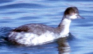 Mystery grebe