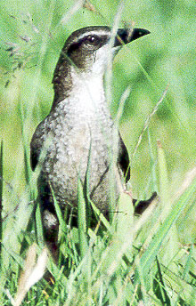 Mystery grackle