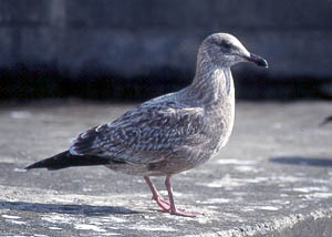 Mystery gull