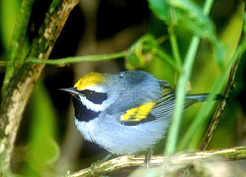 Golden-winged Warbler