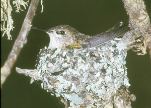 Mystery hummingbird