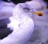 Lesser Black-backed Gull