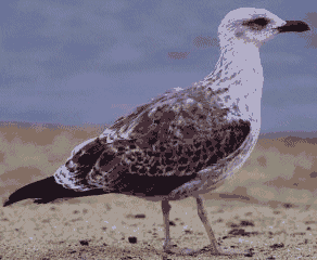 Lesser Black-backed Gull at Lake Cunningham, San Jose