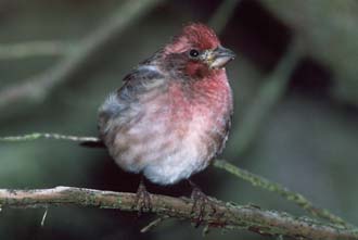 Purple Finch