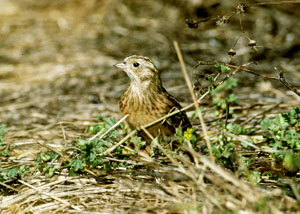 Mystery bird