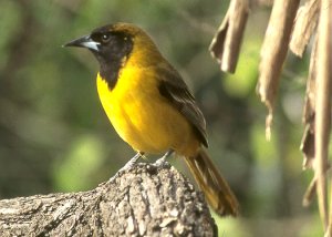 Mystery oriole