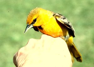 Mystery oriole