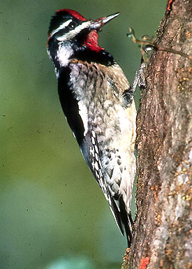 Mystery sapsucker