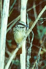 Sulphur-bellied Flycatcher at Bodega Bay