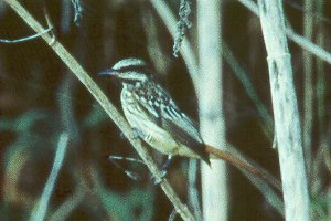 Sulphur-bellied Flycatcher at Bodega Bay