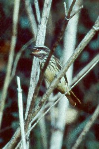 Sulphur-bellied Flycatcher at Bodega Bay