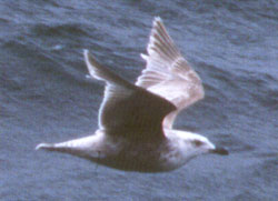 1st spring Slaty-backed Gull photographed in Siberia