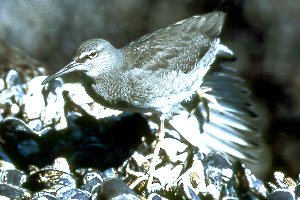 Pacific Shorebird