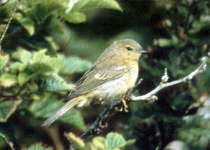 Mystery warbler