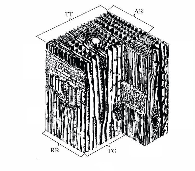 Schematic of the microstructure of a soft wood.
