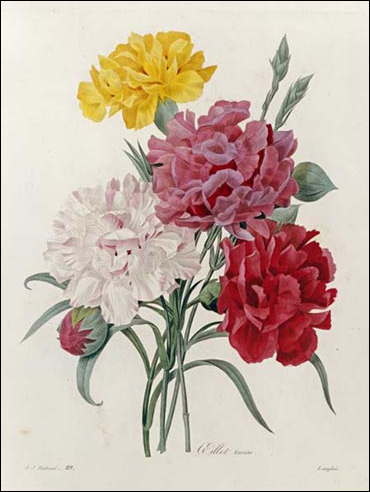 Botanical Illustration History