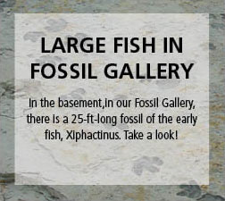 Note about the Xiphactinus fossil