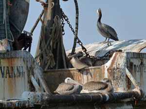 A pelican on a boat.