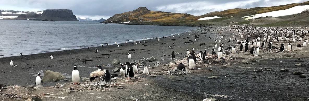 Beach with penguins.