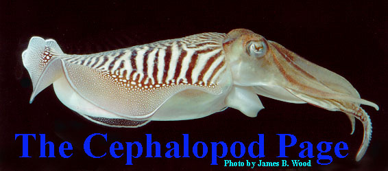 splash from cephalopod page