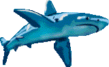 shark from imsi