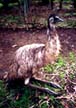 Emu
