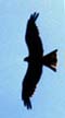 Black Fork-tailed Kite