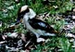 Kookaburra from Wayne