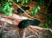 Brush Turkeys