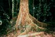 Buttress roots