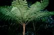 Tree ferns